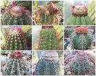 Jual biji/bibit tanaman exotic
