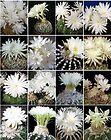 Jual biji/bibit tanaman exotic