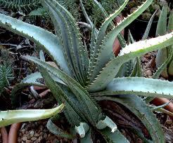 Jual biji/bibit tanaman exotic