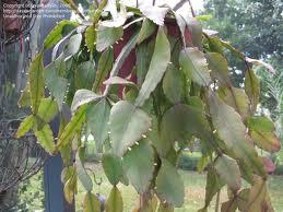 Jual biji/bibit tanaman exotic