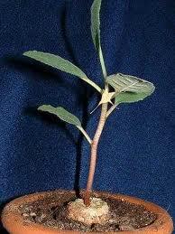 Jual biji/bibit tanaman exotic