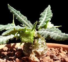 Jual biji/bibit tanaman exotic