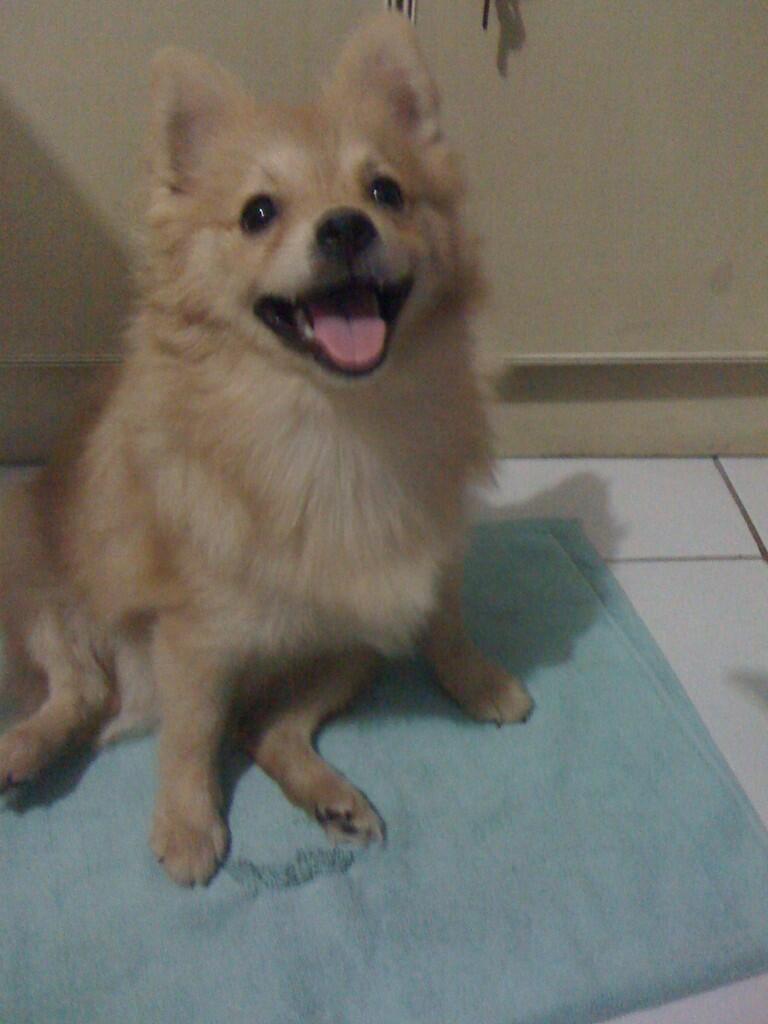 HELP... Anjing ane dicuri