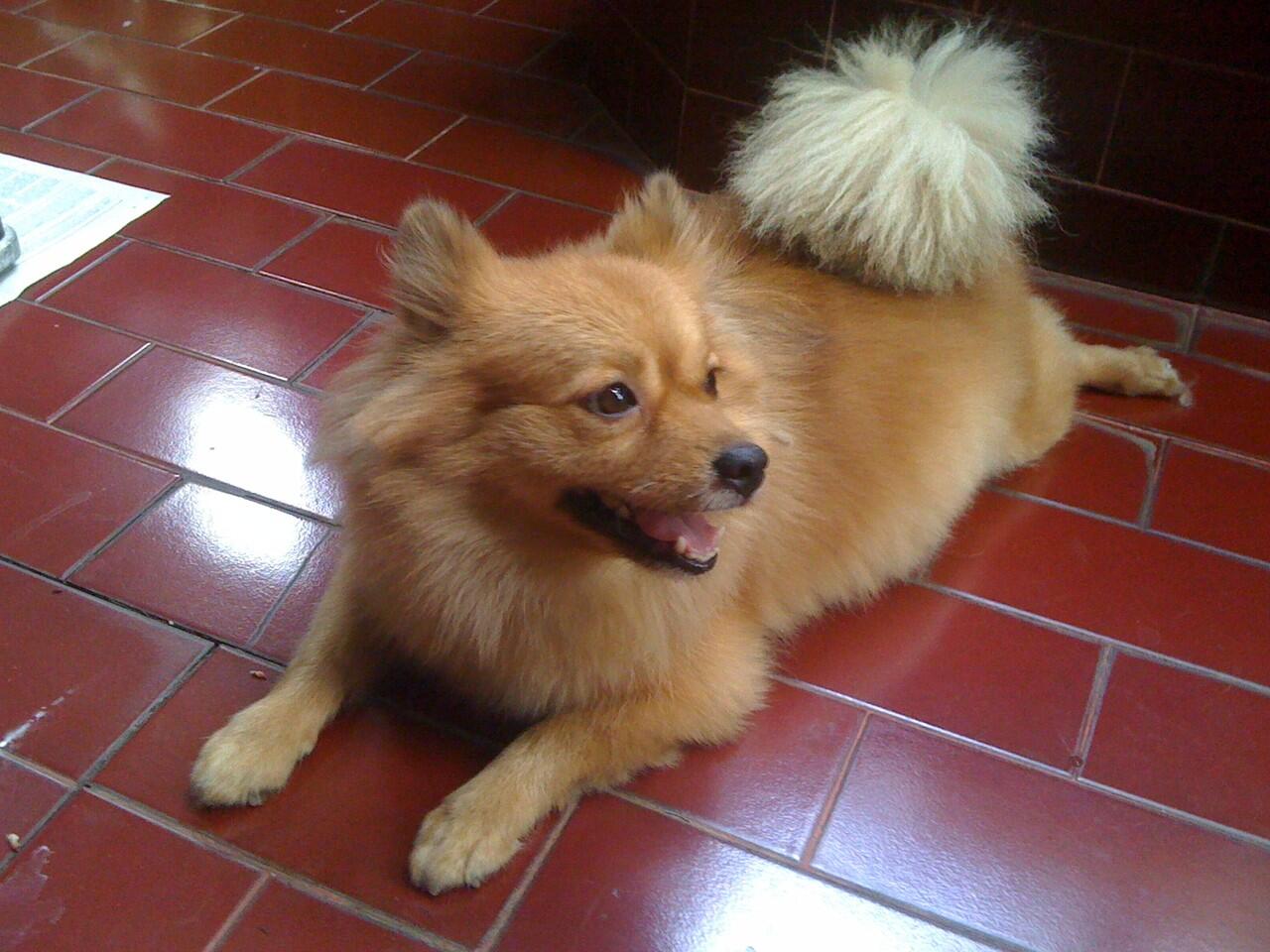 HELP... Anjing ane dicuri