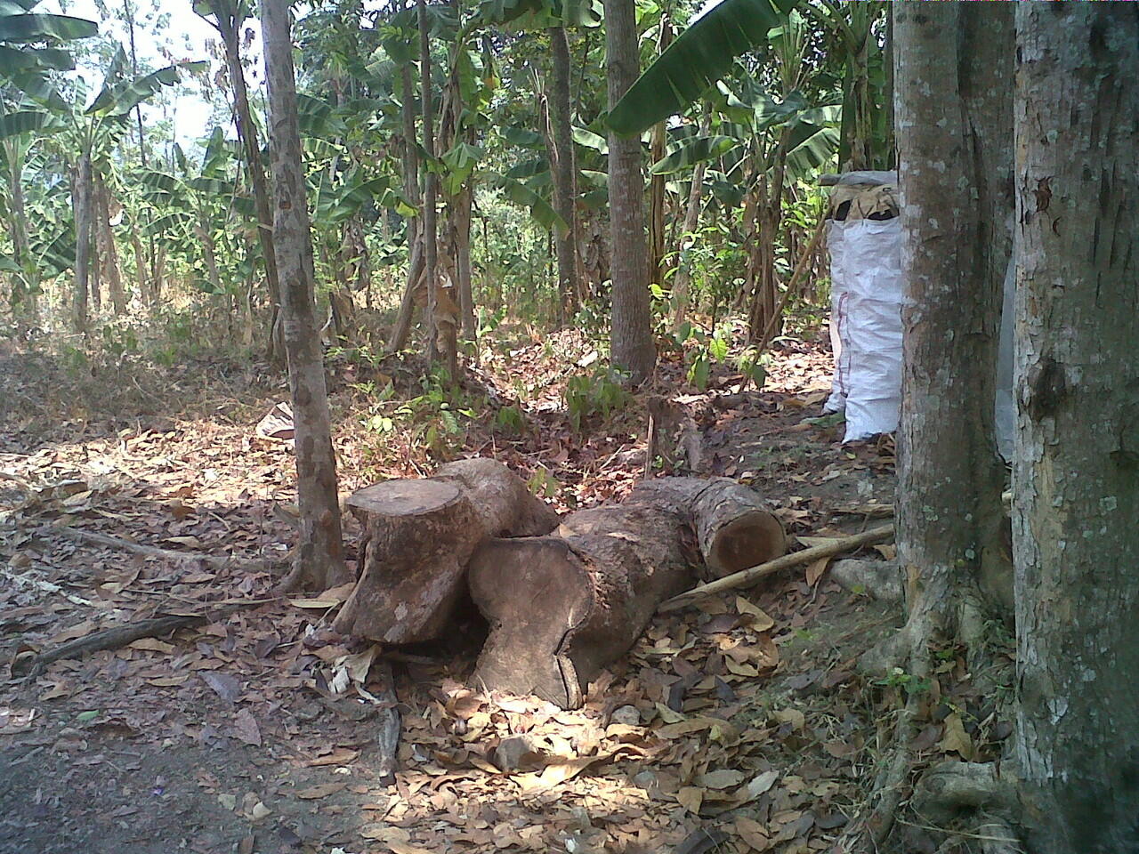 JUAL TANAH DI UNNES SEKARAN