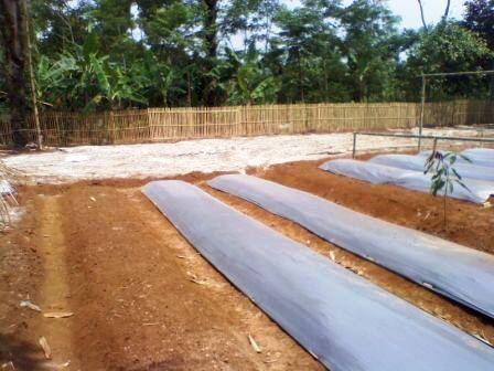 Jual Tanah Eks Sayur Organik Purwakarta