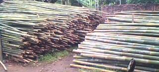 jual agen grosir bambu termurah sejakarta