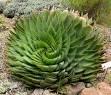 Jual biji/bibit tanaman exotic