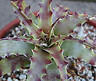 Jual biji/bibit tanaman exotic