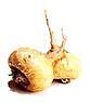 Jual biji/bibit tanaman exotic