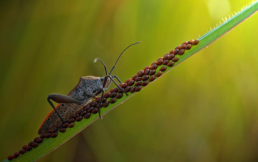 Amazing gan, foto serangga dengan teknik makro