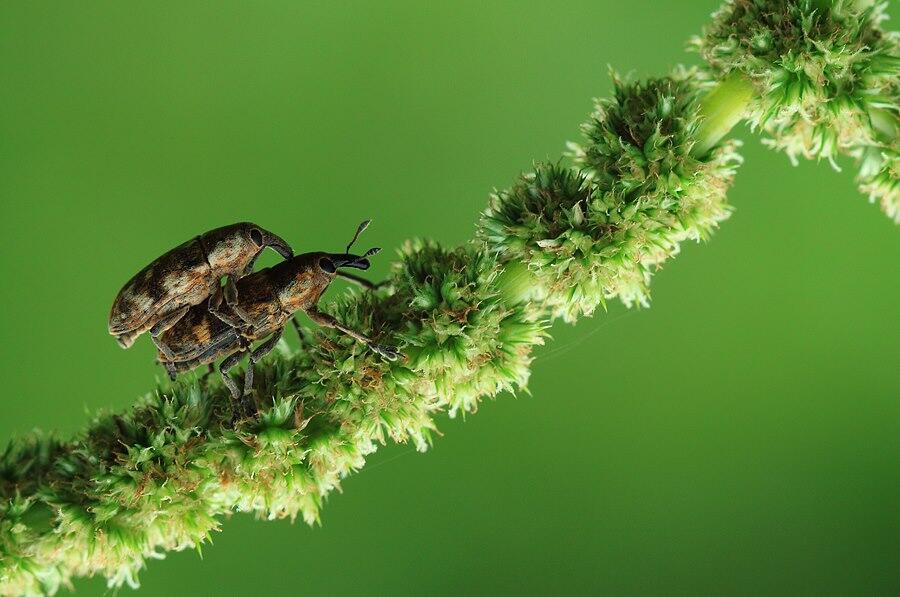 Amazing gan, foto serangga dengan teknik makro