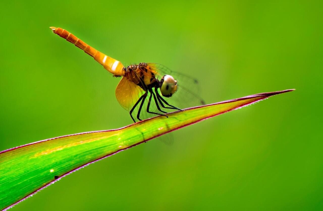 Amazing gan, foto serangga dengan teknik makro