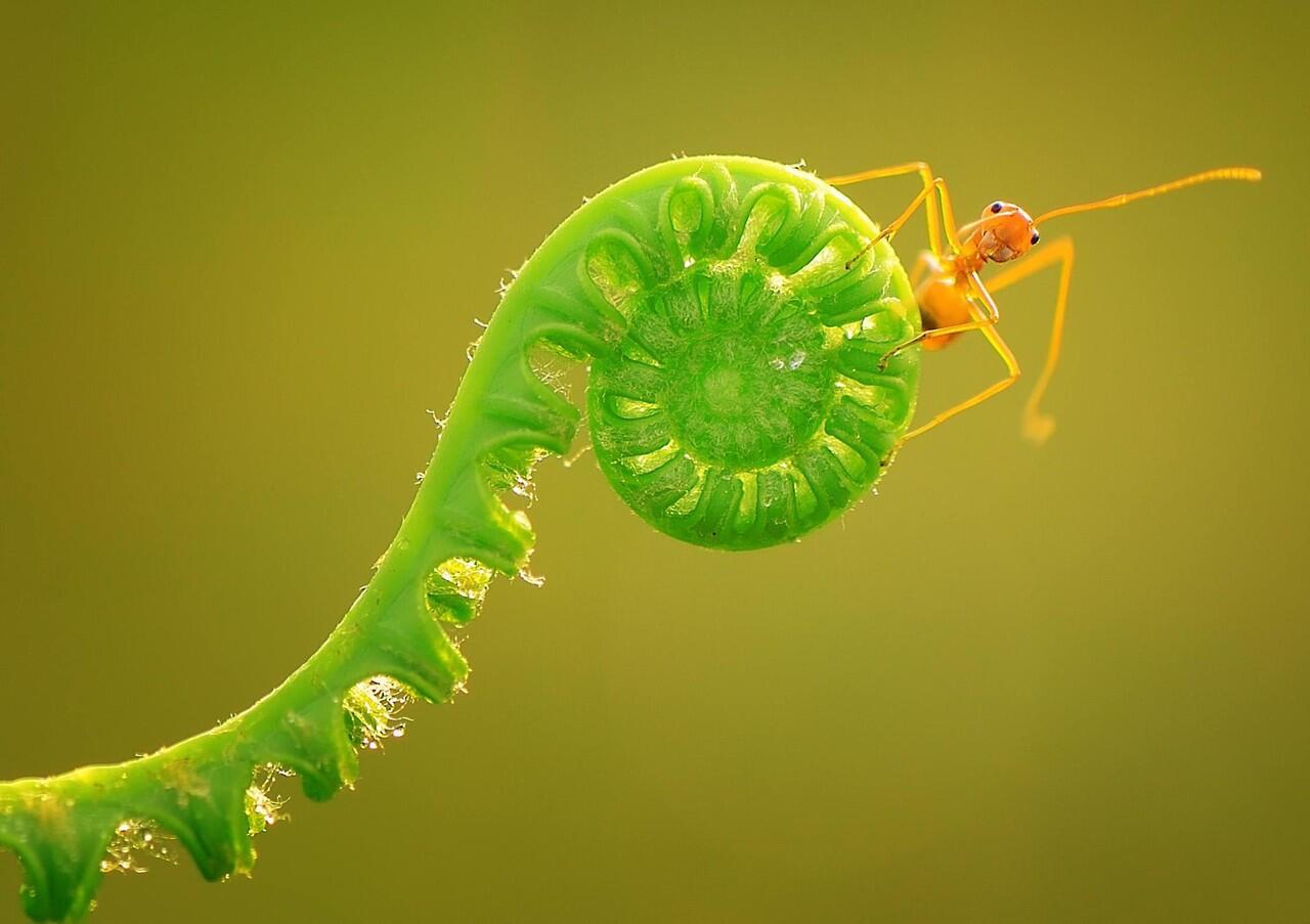 Amazing gan, foto serangga dengan teknik makro
