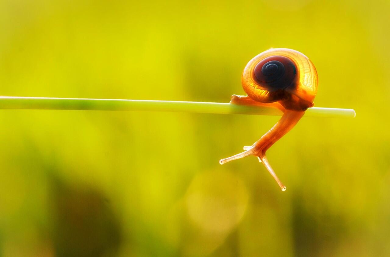 Amazing gan, foto serangga dengan teknik makro