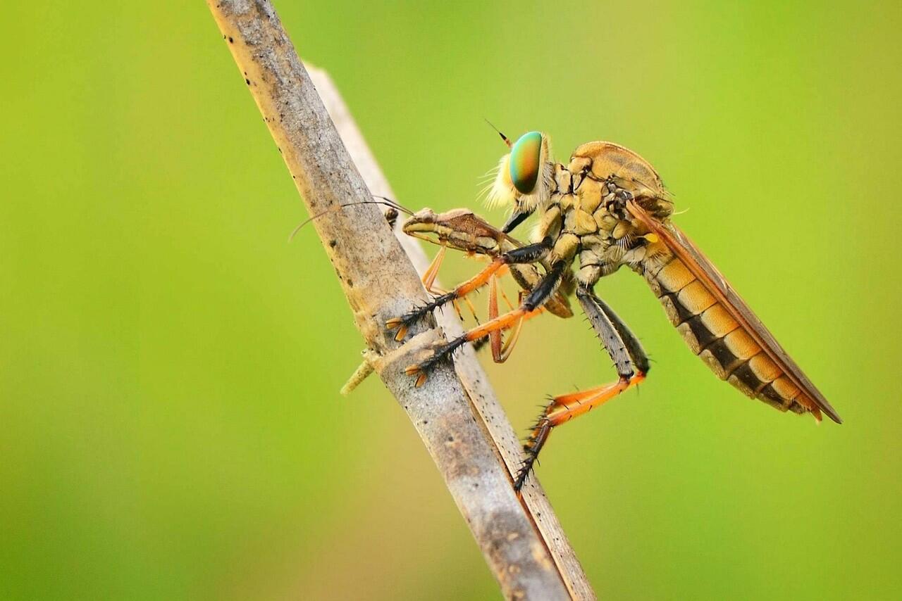 Amazing gan, foto serangga dengan teknik makro