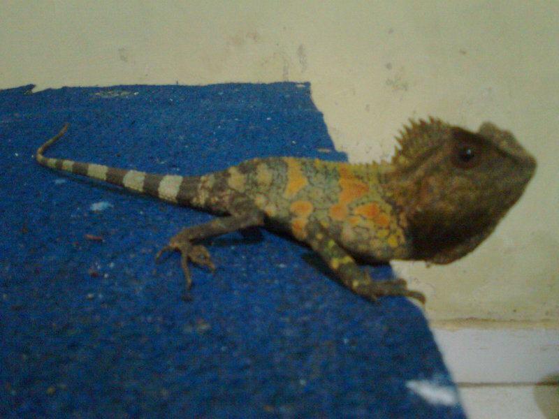 FOREST DRAGON
