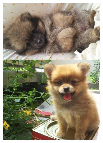 Dijual Pomeranian (Hanya Untuk Dog Lover)