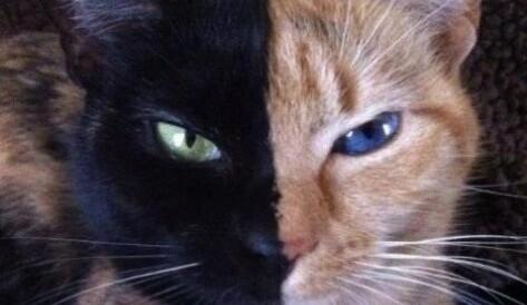 Kucing Paling Unik di Dunia