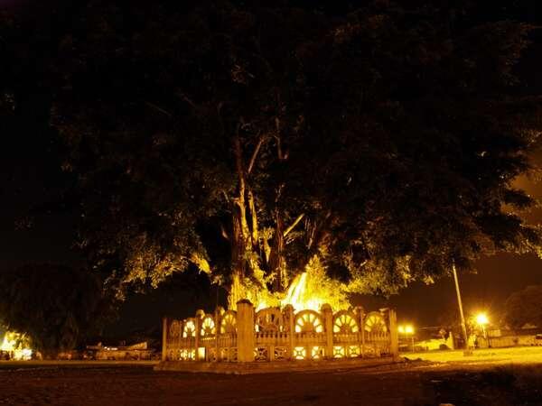 WISATA BUDAYA ALUN-ALUN KIDUL YOGYAKARTA