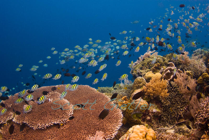 10 Tempat Menyelam Terbaik di Indonesia