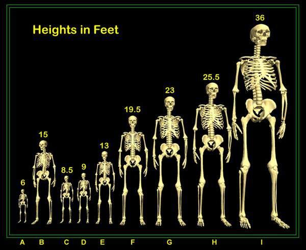 PENEMUAN ARKEOLOGI !! KERANGKA MANUSIA SETINGGI 5 METER!! (+PICT)