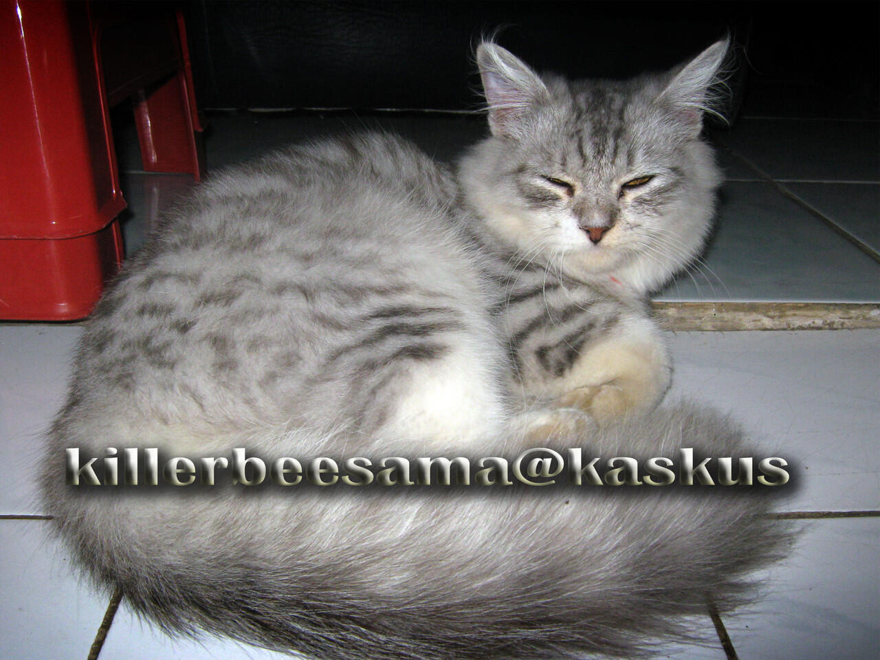 Terjual Kucing Himalaya X Persia Lucu2 Kaskus
