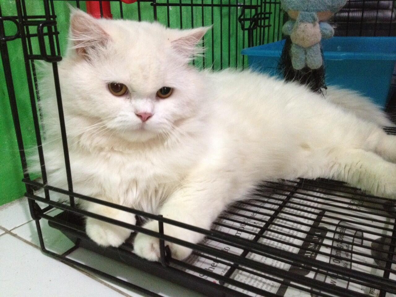 Terjual Kucing Anggora 9 Bulan Jantan Putih Kaskus