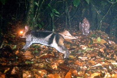  Kelinci Terlangka Sejagad Ada di Indonesia 