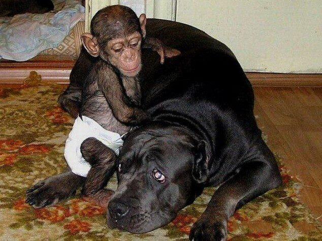 Kasih seekor Anjing yg mengadopsi anak Simpanse