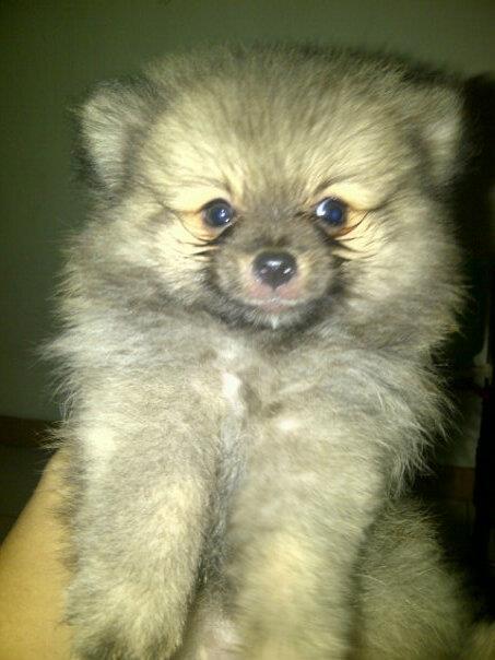Terjual Anjing Pom Mini Pom Super Mini Pom Golden Chiwawa Sitsu