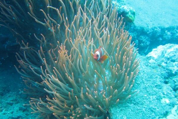 Tempat Wisata Tulamben, Bali. Surganya Diving