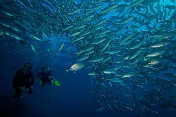 Tempat Wisata Tulamben, Bali. Surganya Diving