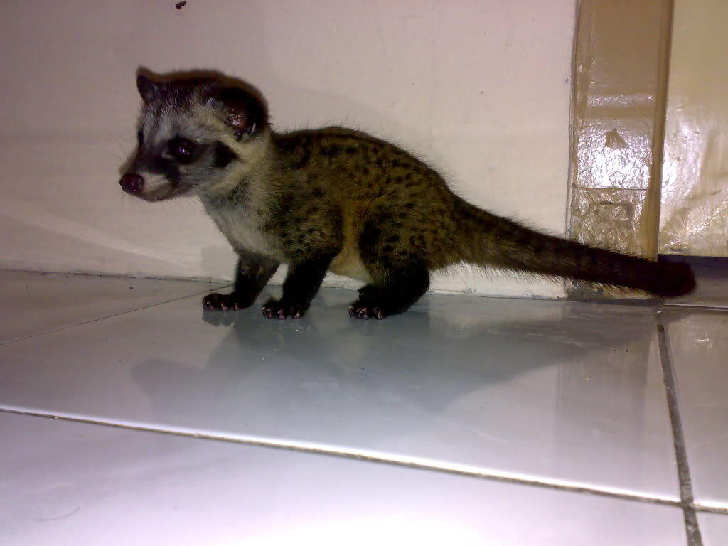 Terjual Jual Musang Pandan Murah Kaskus