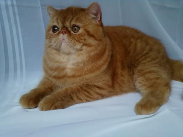 Terjual Jual Kucing Persia Garfield Longhair dan Exotic 