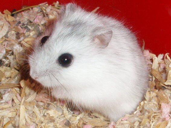 JUAL HAMSTER MURAH