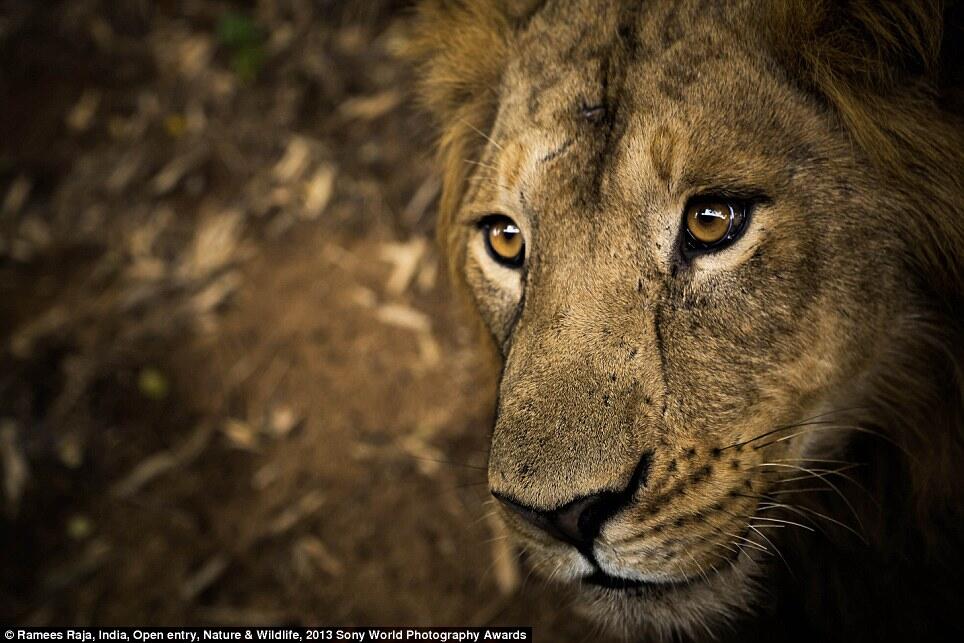 Foto-Foto Kontestan World Photography Awards 2013