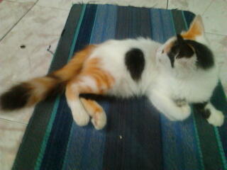 Cat Lovers Kaskus (Read Page 1 First!) - Part 2