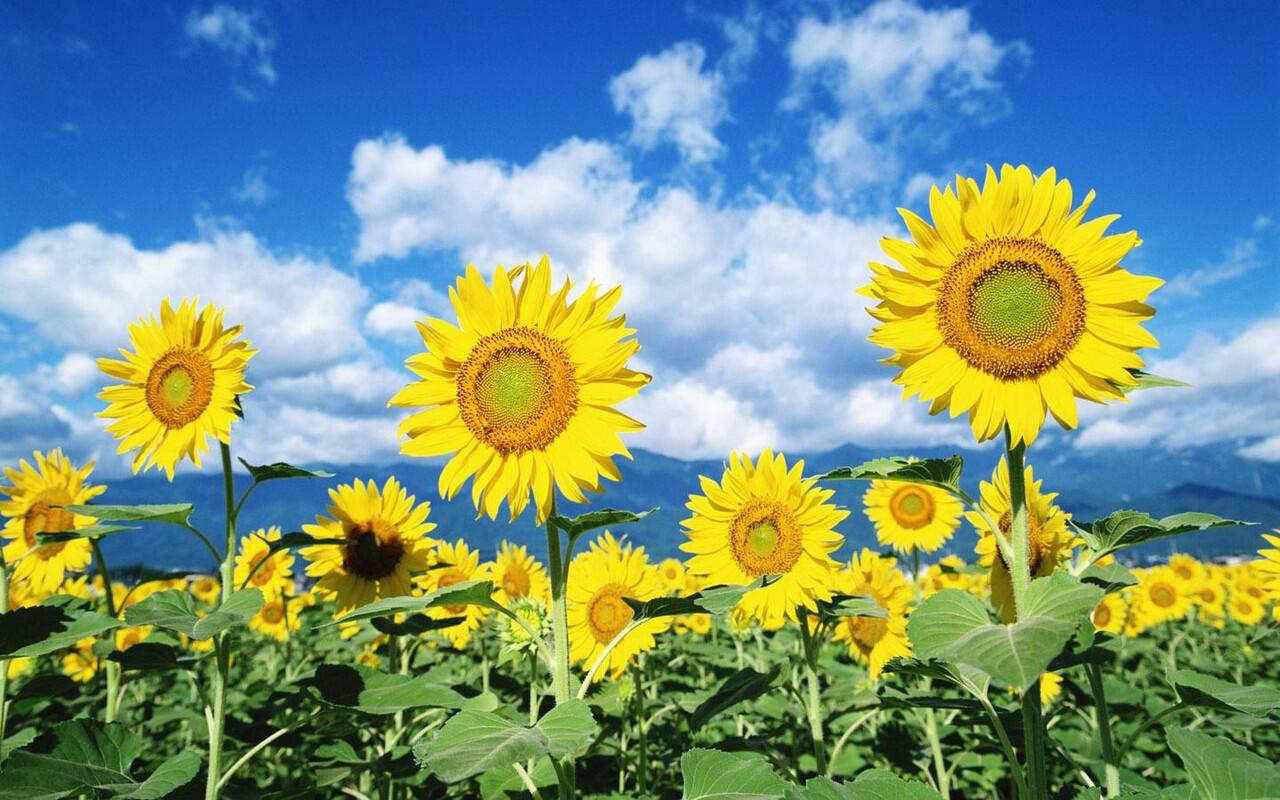 Matahari menandakan bahwa bunga matahari mengikuti makhluk terbit selalu hidup hal ini arah Kāla Bhairava