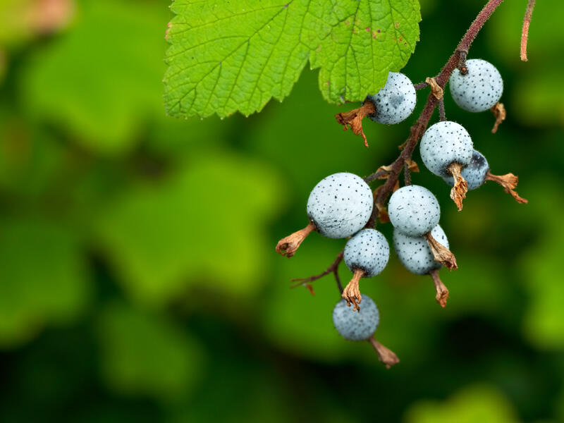 10 Buah dari Keluarga Berry. Kandungan juga Khasiatnya nih gan! Masuuukk!