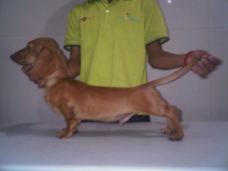 Terjual Jual Anjing Puppies Tekel Dachshund Sosis Brown Colour