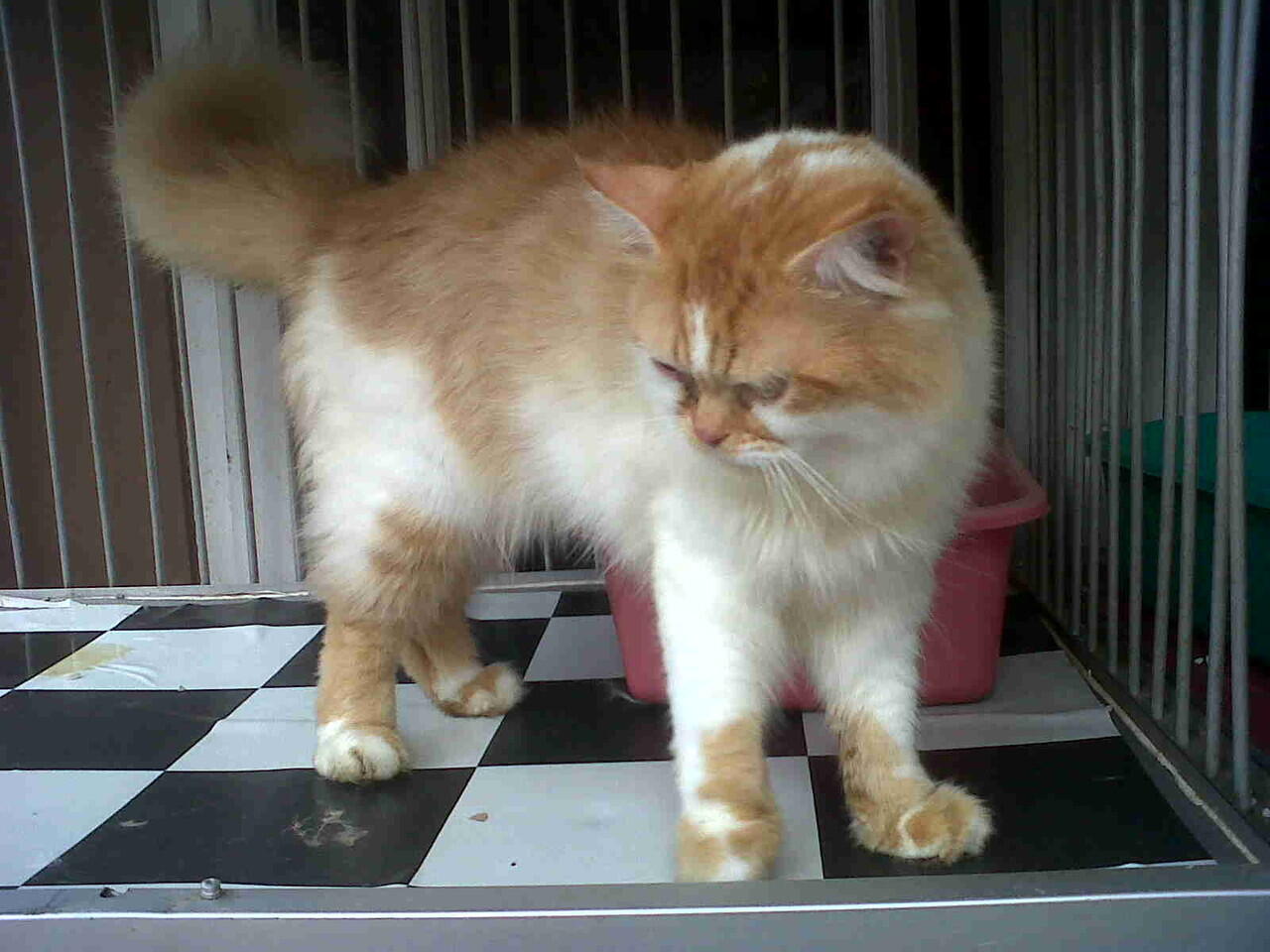 Terjual JUAL KUCING PERSIA MEDIUM, KITTEN PERSIA, PERSIA 