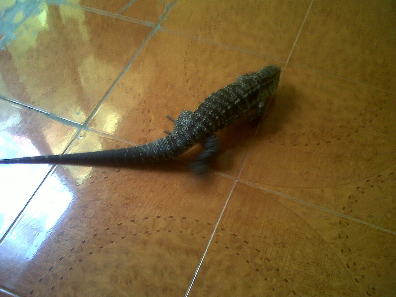 Terjual Jual Doreanus Melinus Tegu Nebu Salva Kaskus