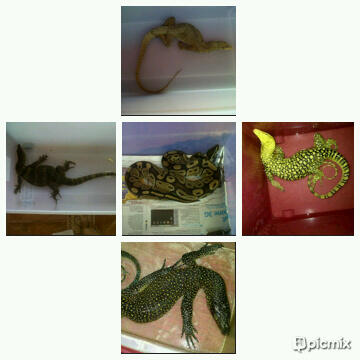 Terjual Jual Doreanus Melinus Tegu Nebu Salva Kaskus