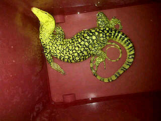 Terjual Jual Doreanus Melinus Tegu Nebu Salva Kaskus
