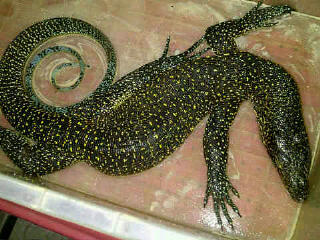 Terjual Jual Doreanus Melinus Tegu Nebu Salva Kaskus