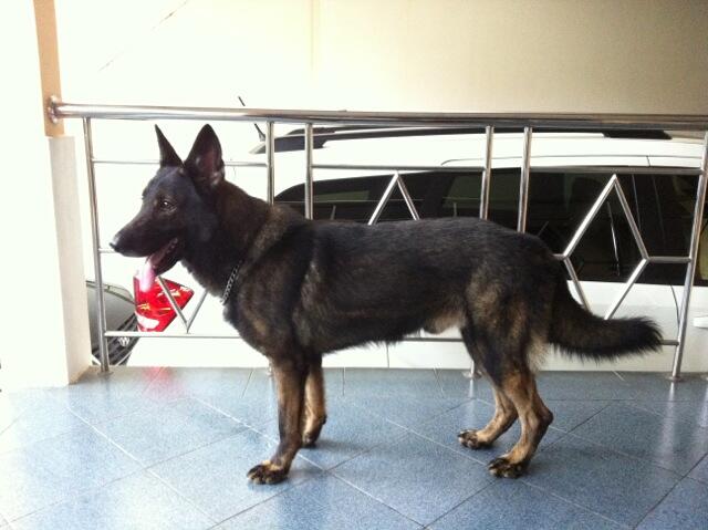 STUD SERVICE PEJANTAN GERMAN SHEPHERD WORKINGLINE IMPORT