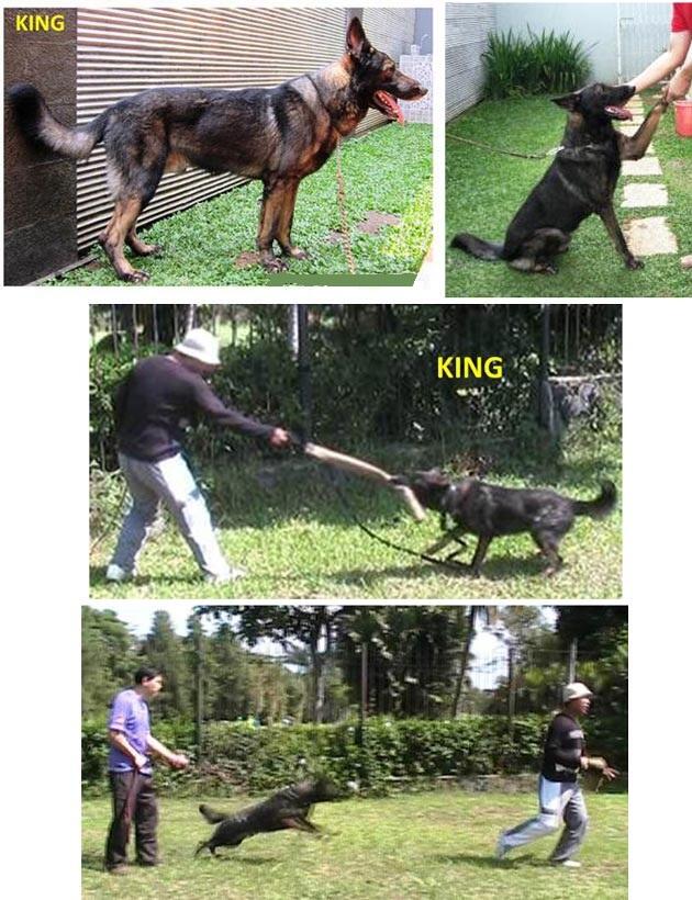 STUD SERVICE PEJANTAN GERMAN SHEPHERD WORKINGLINE IMPORT