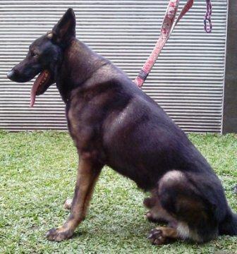 STUD SERVICE PEJANTAN GERMAN SHEPHERD WORKINGLINE IMPORT