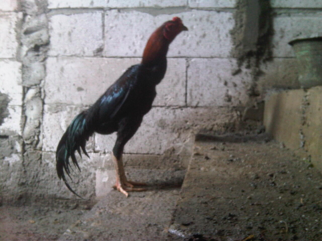 ANAKAN AYAM BANGKOK